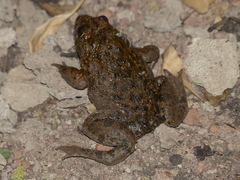 Hoplobatrachus occipitalis