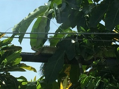 Iguana iguana