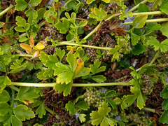 Apium prostratum denticulatum