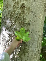 Acer platanoides