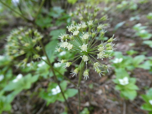 Wild sarsaparilla (Aralia nudicaulis)