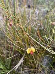 Bossiaea heterophylla