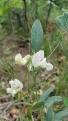 Lathyrus lanszwertii