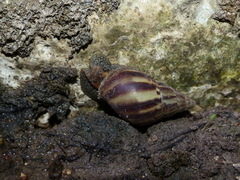 Achatinidae