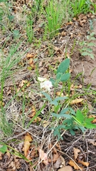 Lathyrus lanszwertii