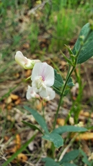 Lathyrus lanszwertii