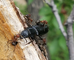 Lecontia discicollis