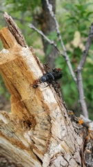 Lecontia discicollis