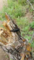 Lecontia discicollis