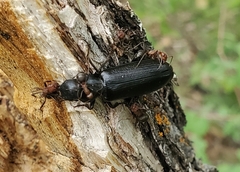 Lecontia discicollis