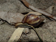 Achatinidae