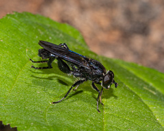 Chalcosyrphus chalybeus