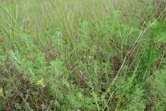 Artemisia alba