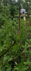 Clematis hirsutissima