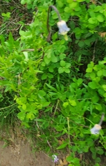 Clematis hirsutissima
