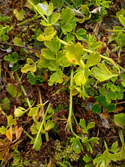 Apium prostratum denticulatum