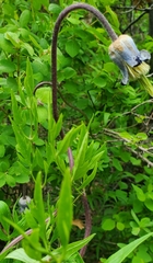 Clematis hirsutissima
