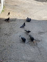 Columba livia domestica