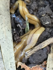 Bipalium adventitium