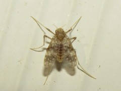 Psectrotanypus dyari