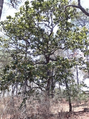 Quercus obtusata
