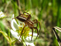 Dolomedes striatus