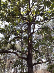 Quercus obtusata