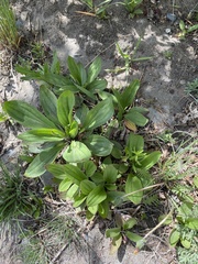 Plantago depressa