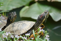 Trachemys scripta