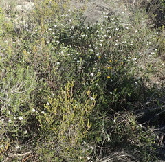 Agathosma clavisepala