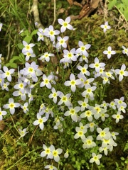 Houstonia serpyllifolia