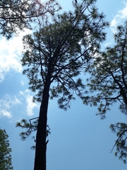 Pinus devoniana