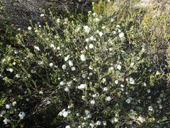 Agathosma clavisepala