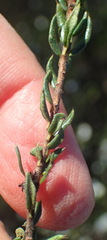 Agathosma clavisepala