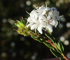 Agathosma clavisepala