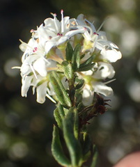 Agathosma clavisepala