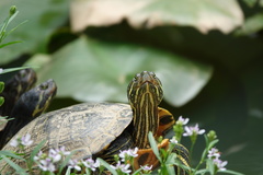 Trachemys scripta