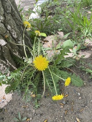 Taraxacum