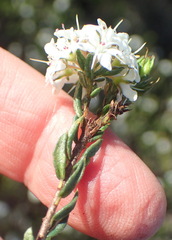 Agathosma clavisepala