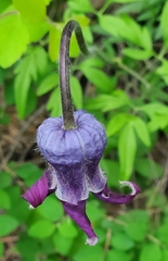 Clematis hirsutissima