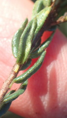 Agathosma clavisepala