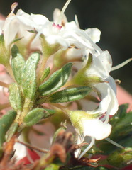 Agathosma clavisepala