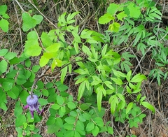 Clematis hirsutissima