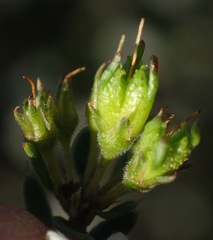 Agathosma clavisepala