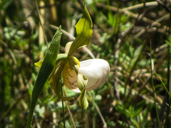 Cypripedium candidum