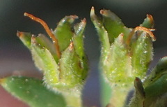 Agathosma clavisepala