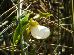 Cypripedium candidum