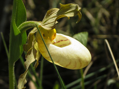 Cypripedium candidum