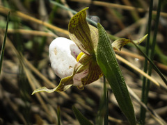 Cypripedium candidum