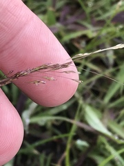 Agrostis hyemalis